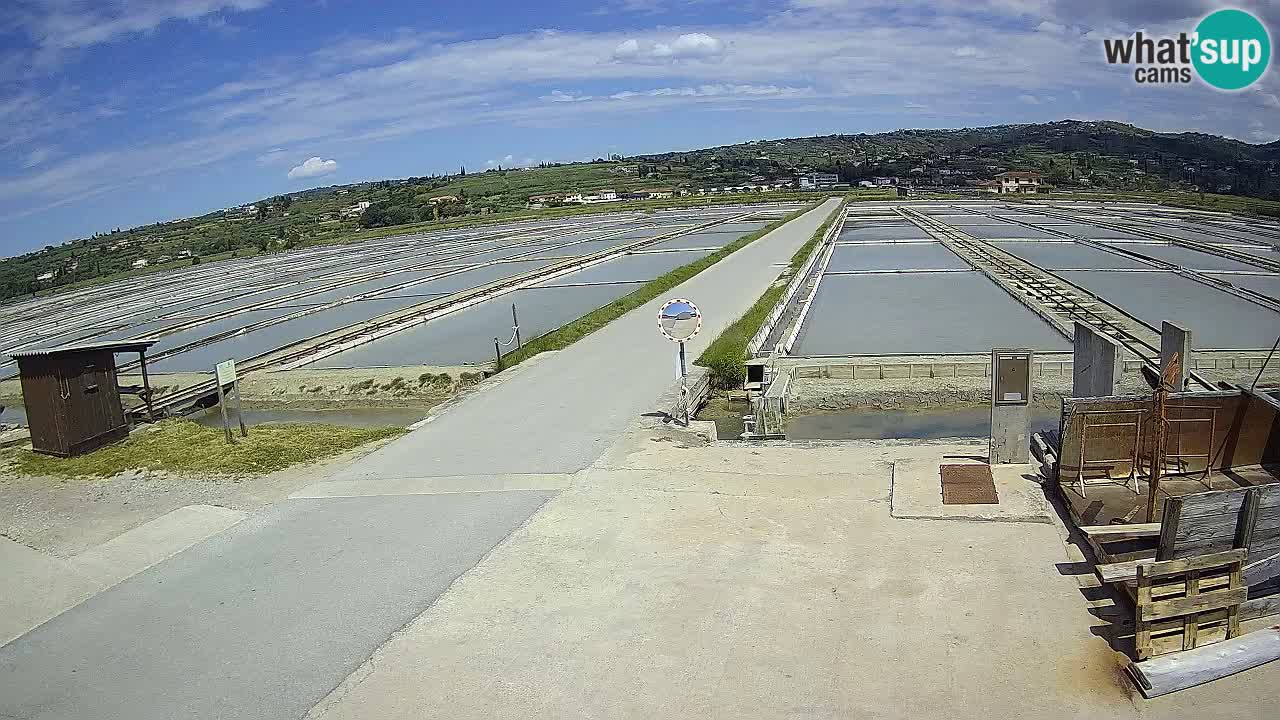 Seča – Panorama