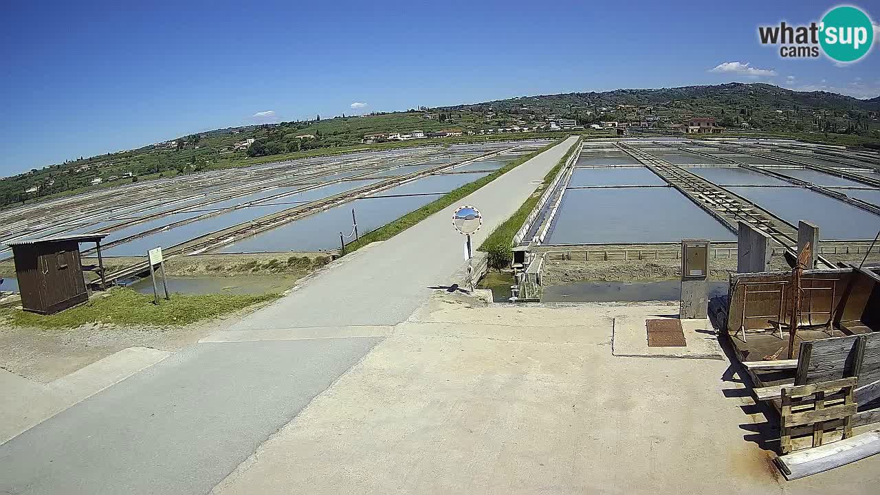 Seča – Panorama and Salina
