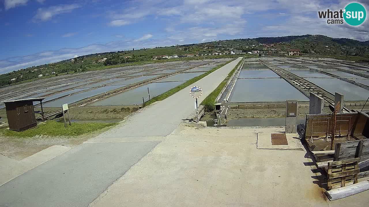 Park prirode Sečovlje Salina