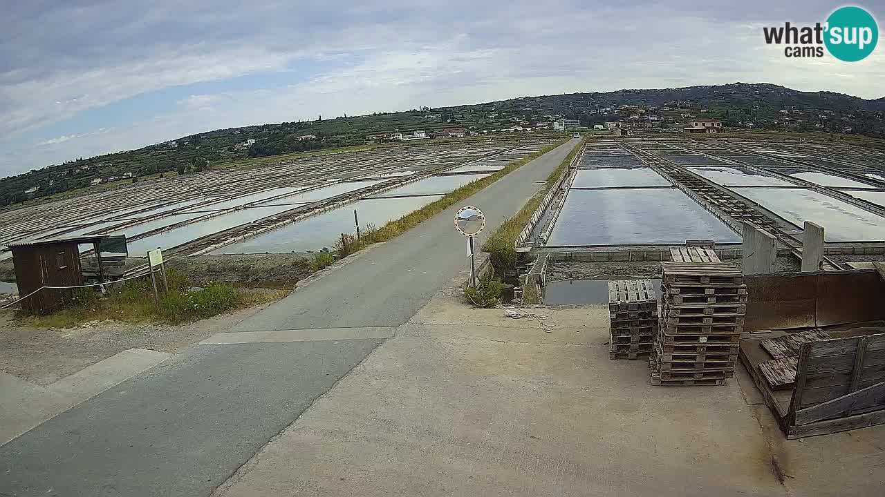 Sečovlje Salina Nature Park