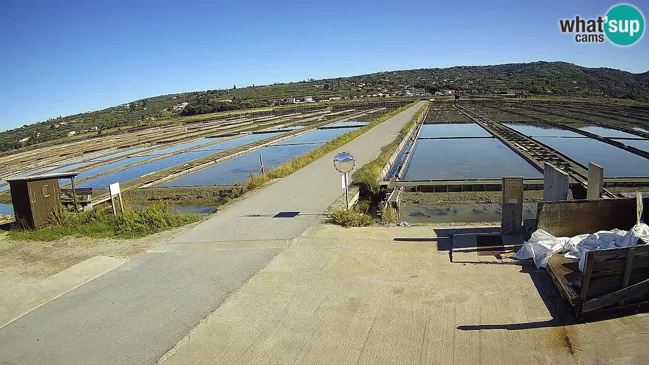 Seča – Panorama and Salina