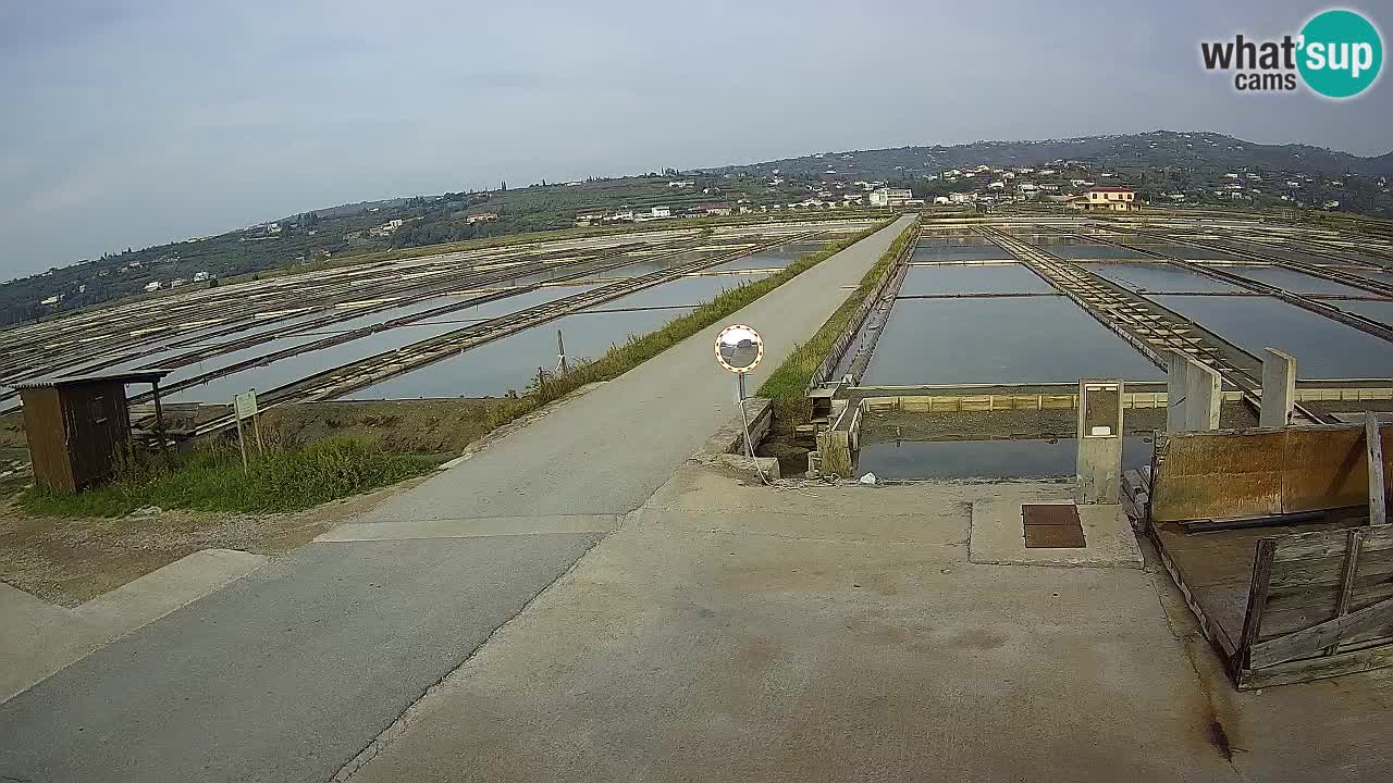 Parco Naturale Saline di Sicciole