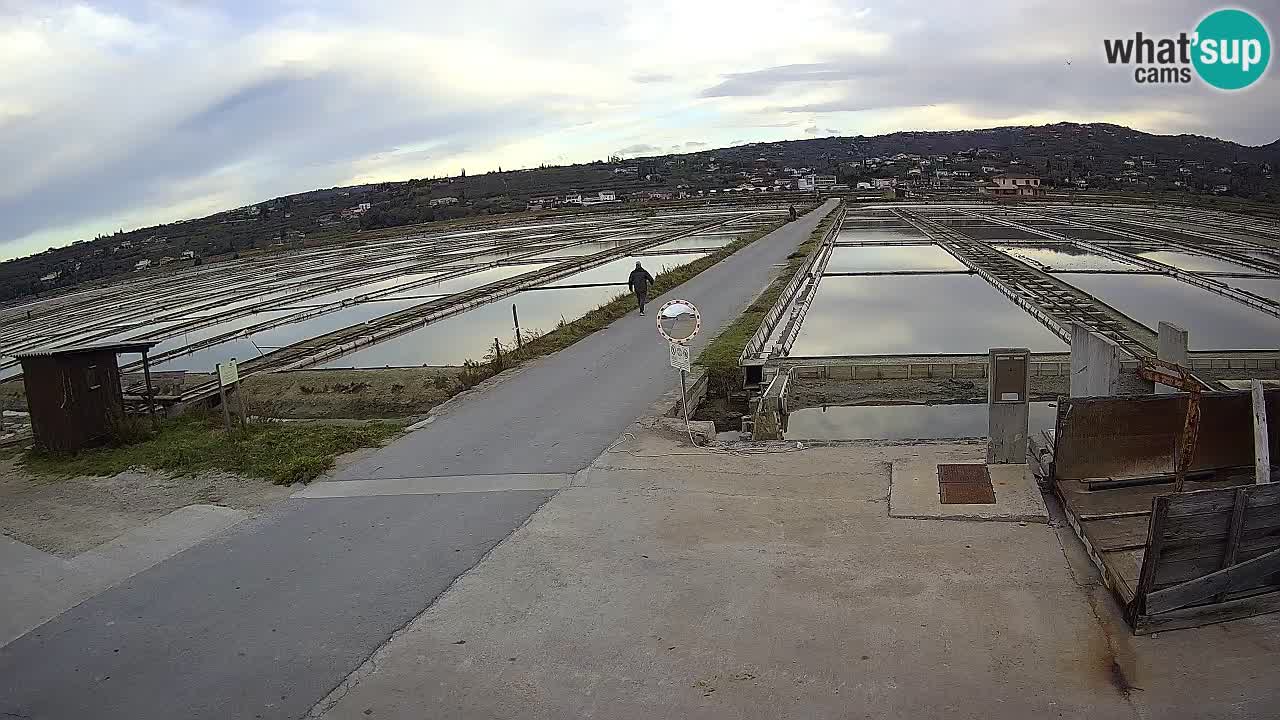 Seča – Panorama and Salina