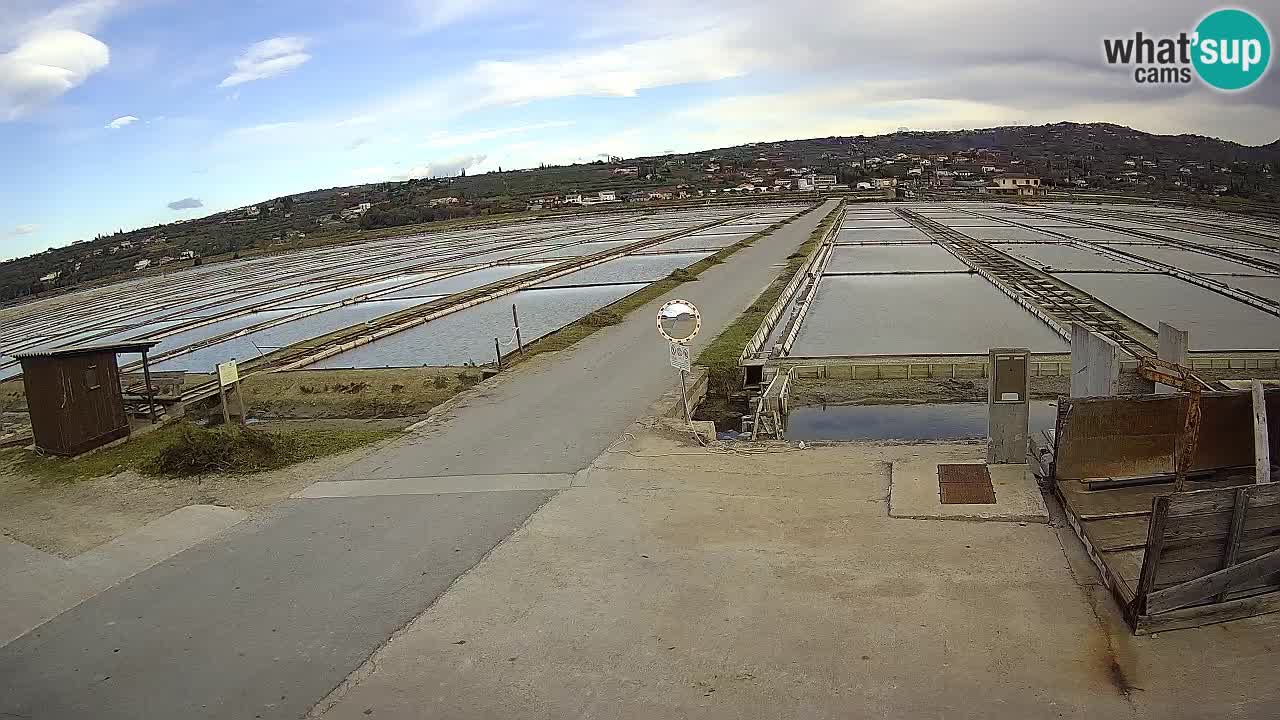 Park prirode Sečovlje Salina