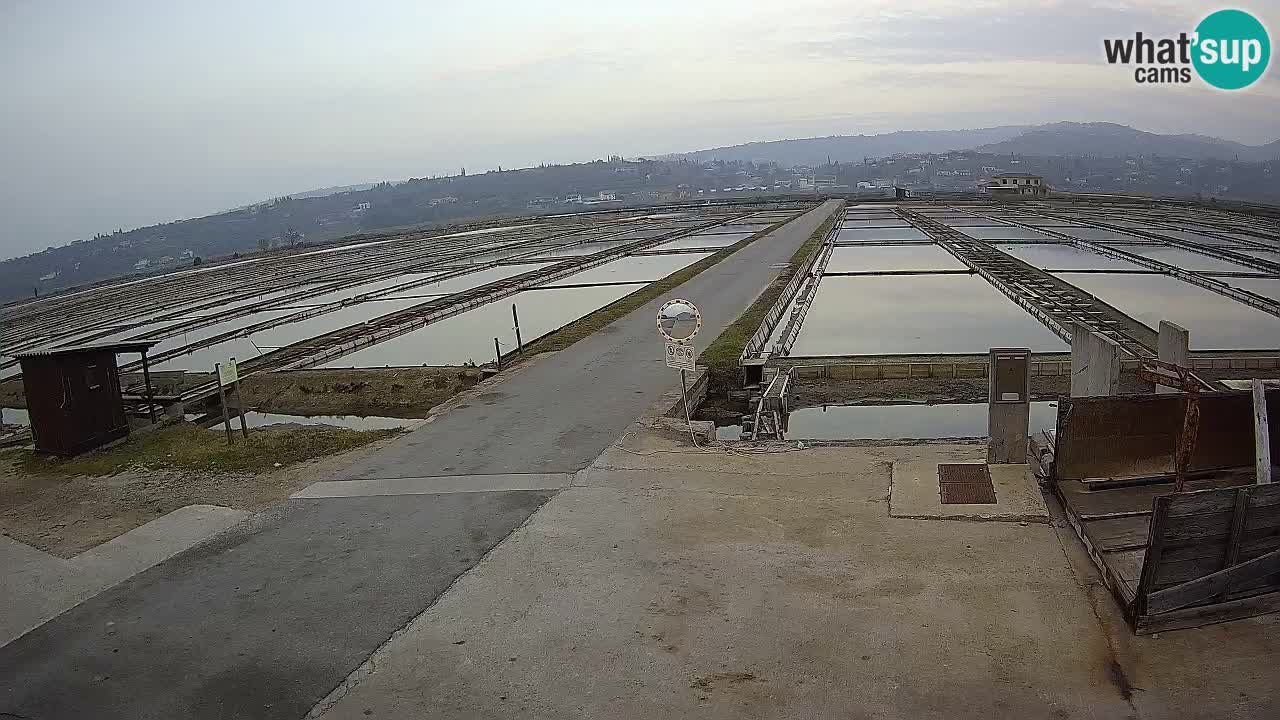 Naturpark der Salinen von Sečovlje