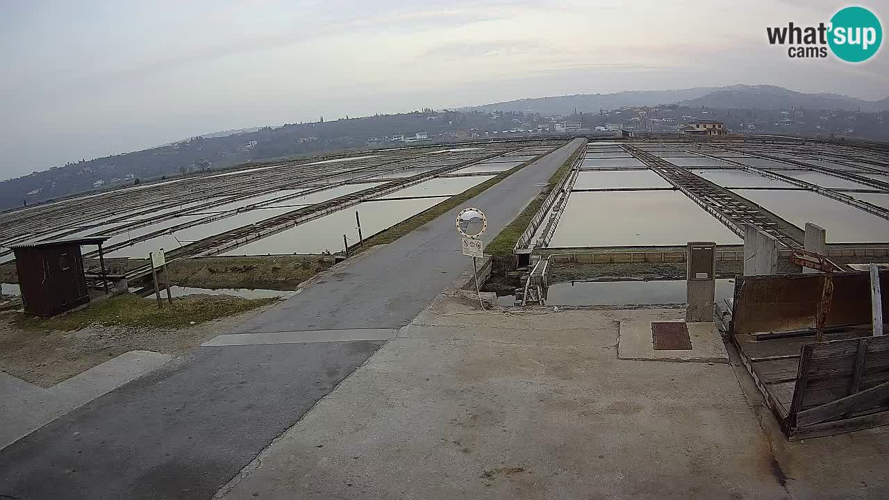 Seča – Panorama and Salina