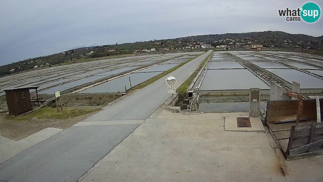 Naturpark der Salinen von Sečovlje