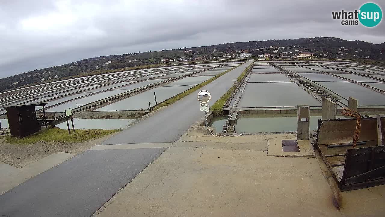 Park prirode Sečovlje Salina