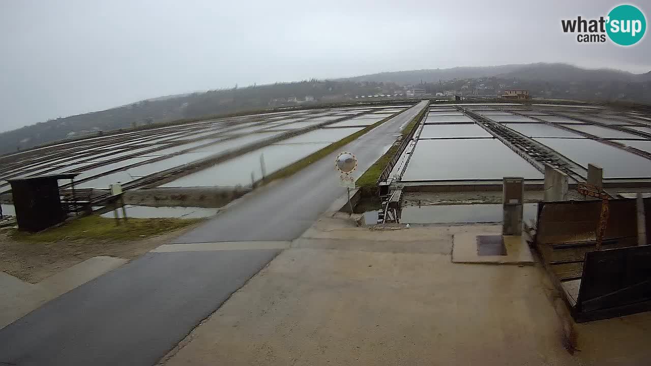 Park prirode Sečovlje Salina