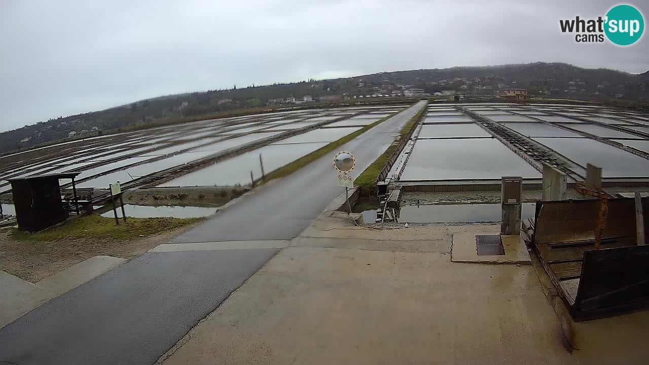 Krajinski Park Sečoveljske Soline