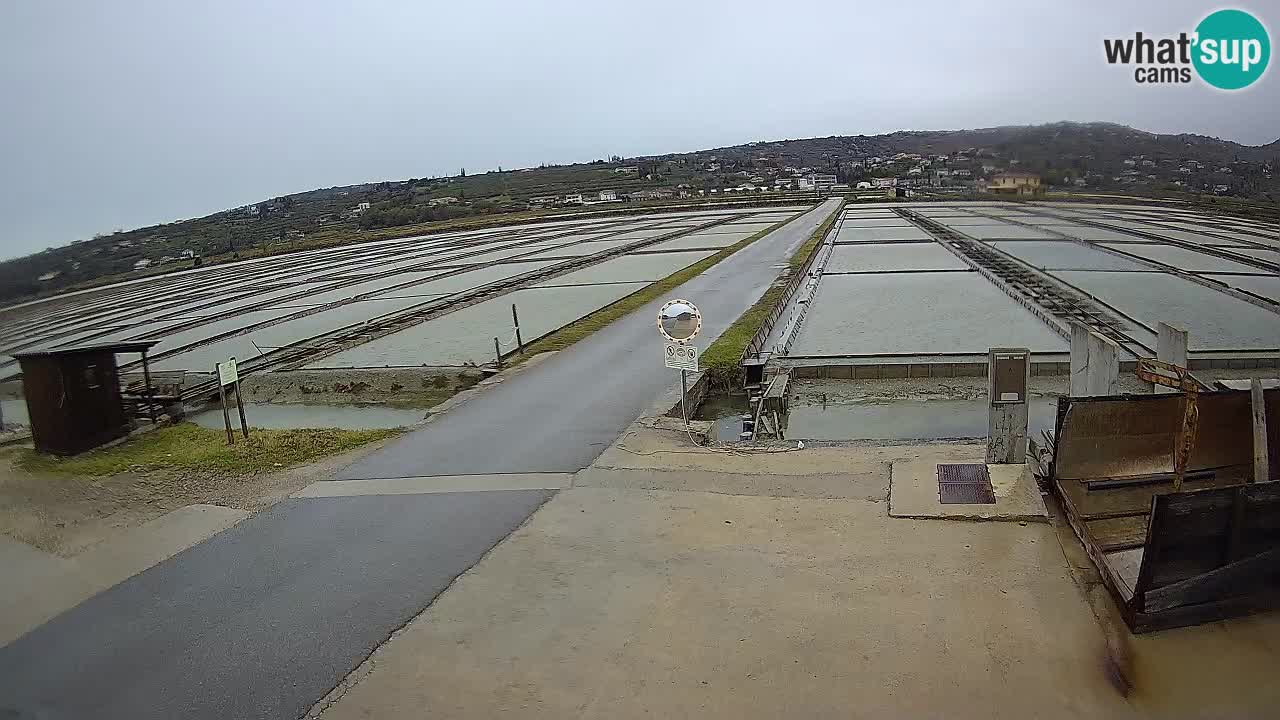 Park prirode Sečovlje Salina