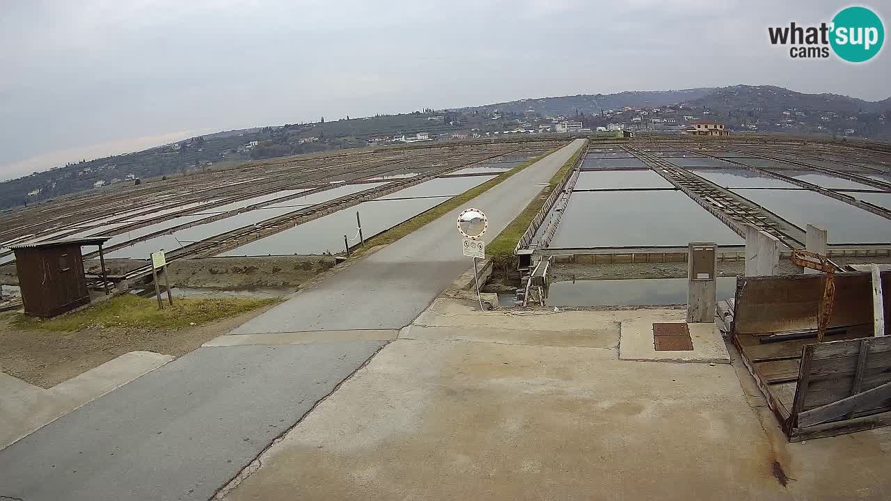 Naturpark der Salinen von Sečovlje