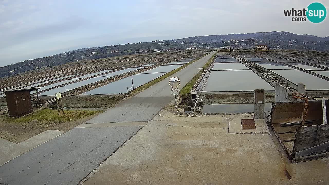 Naturpark der Salinen von Sečovlje