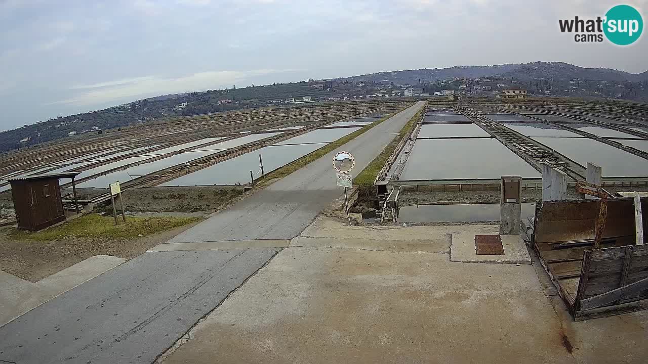 Naturpark der Salinen von Sečovlje