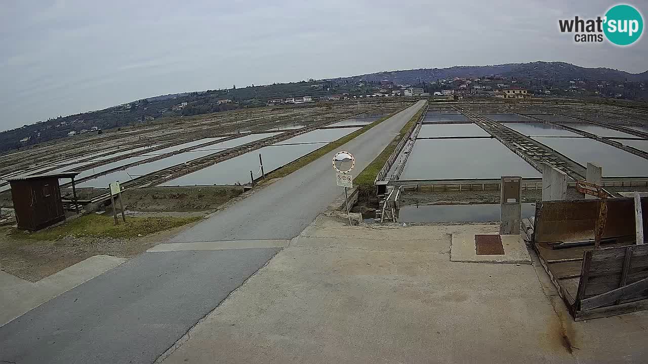 Seča – Panorama