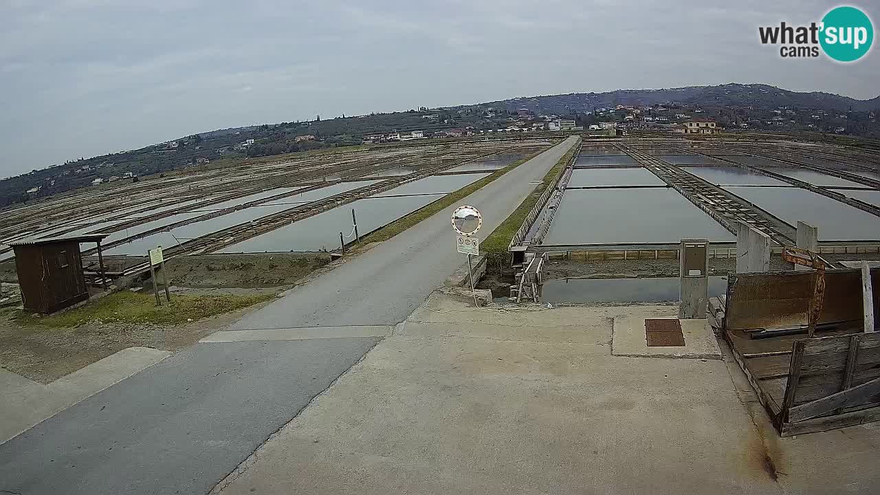 Naturpark der Salinen von Sečovlje