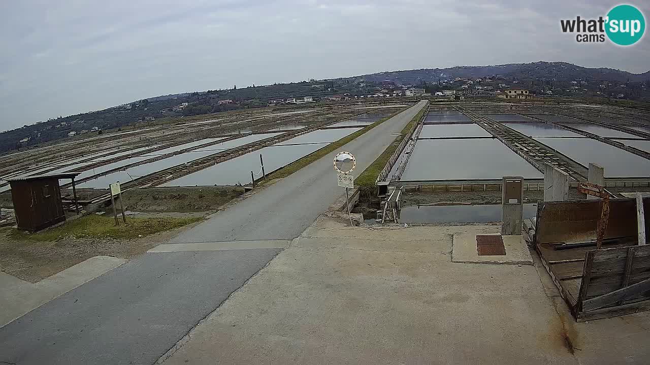 Seča – Panorama