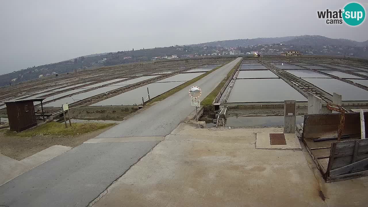 Parco Naturale Saline di Sicciole