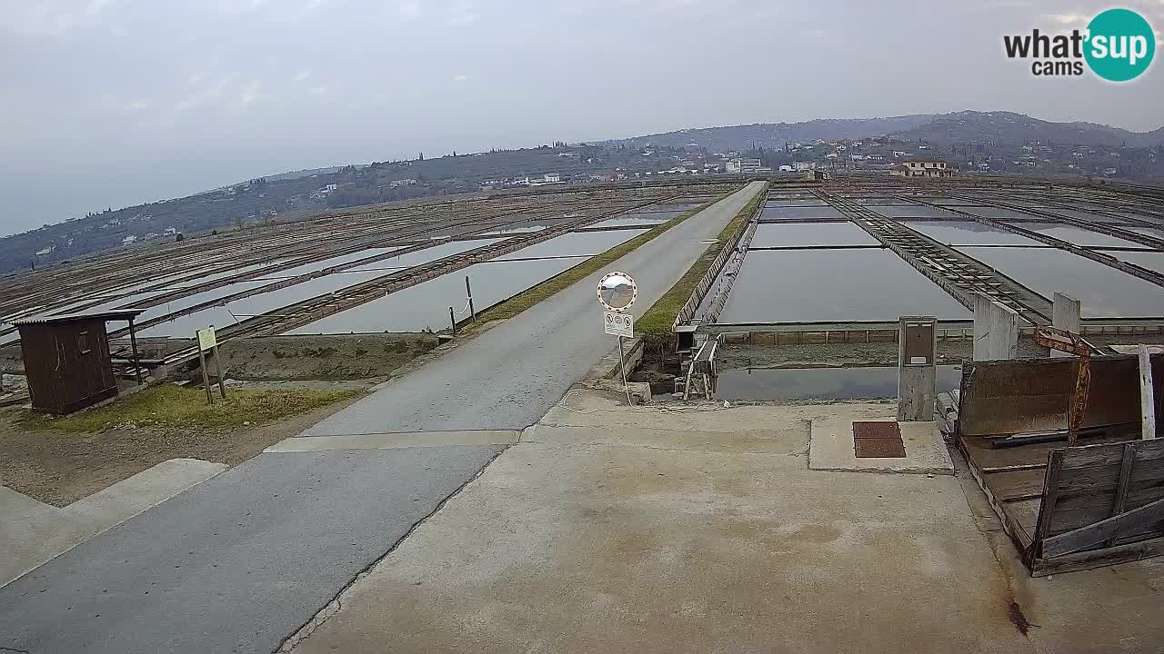 Seča – Panorama in soline