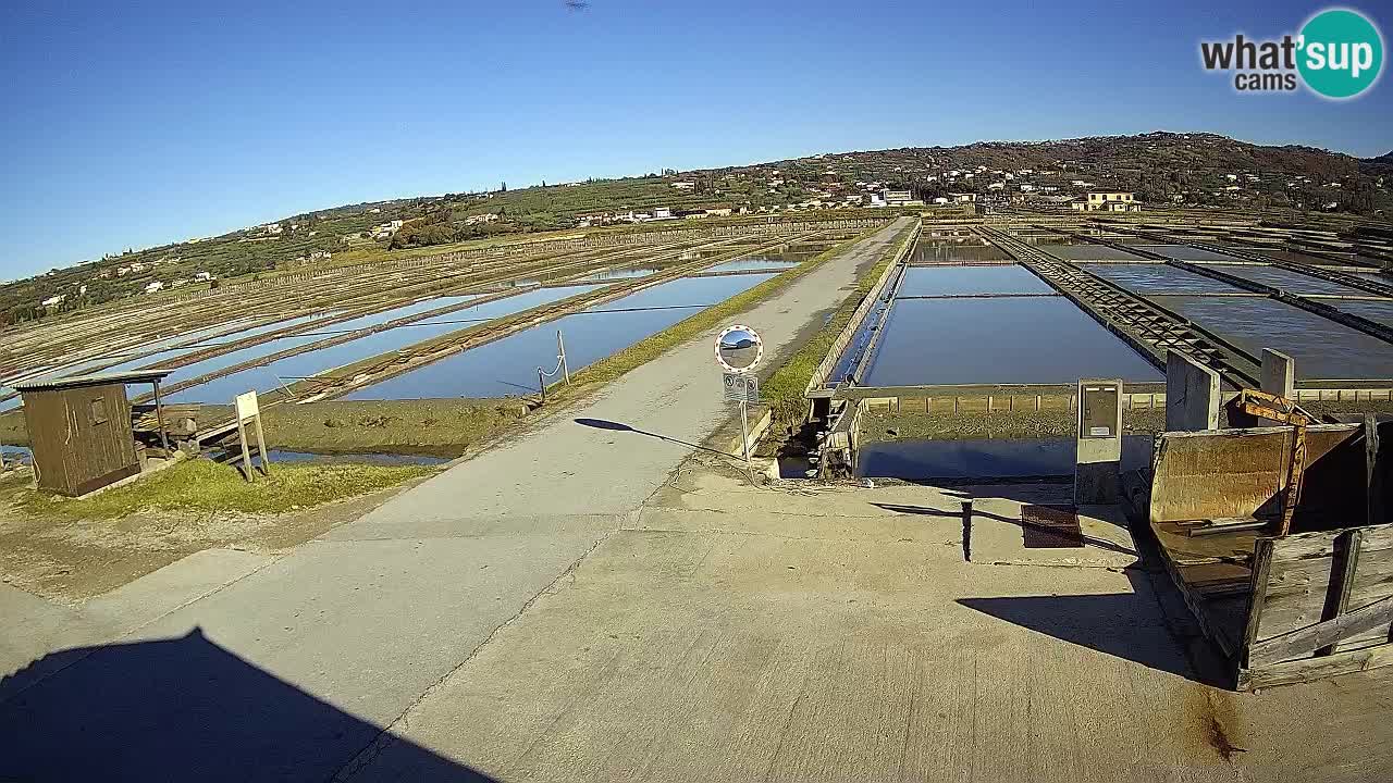 Seča – Panorama