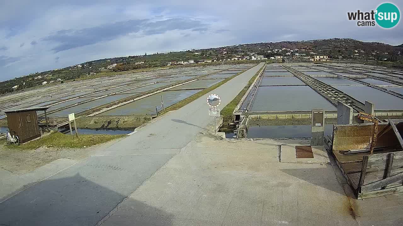 Naturpark der Salinen von Sečovlje