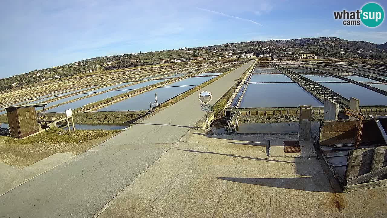 Seča – Panorama and Salina