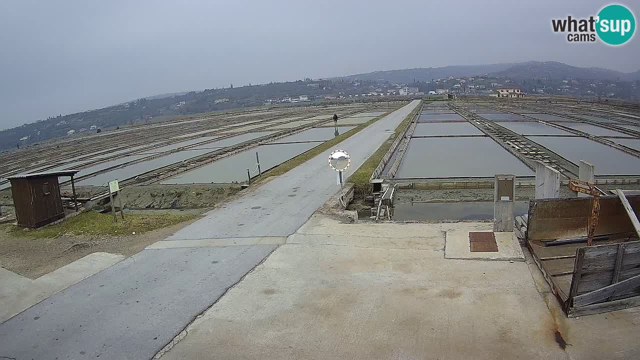 Park prirode Sečovlje Salina