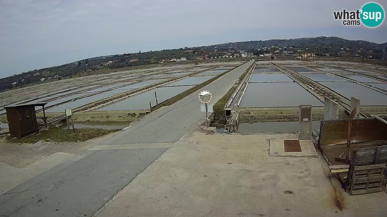 Seča – Panorama