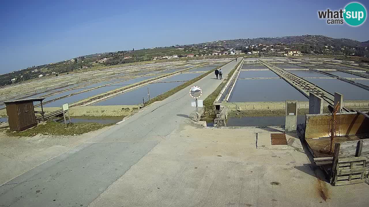 Seča – Panorama and Salina