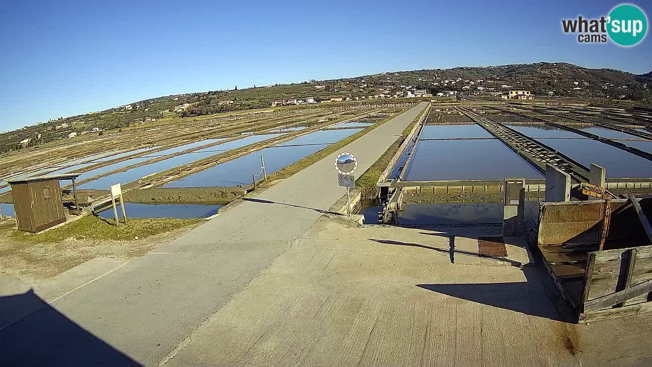 Naturpark der Salinen von Sečovlje