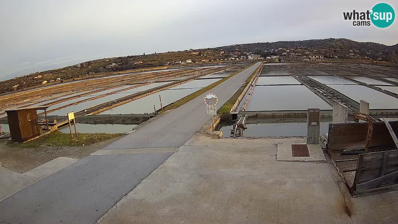 Park prirode Sečovlje Salina