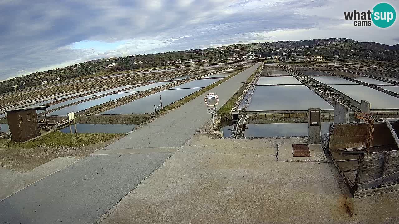 Naturpark der Salinen von Sečovlje