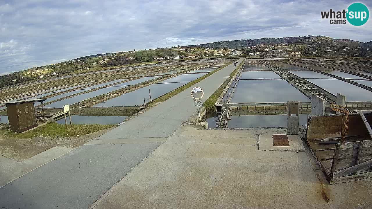 Seča – Panorama and Salina