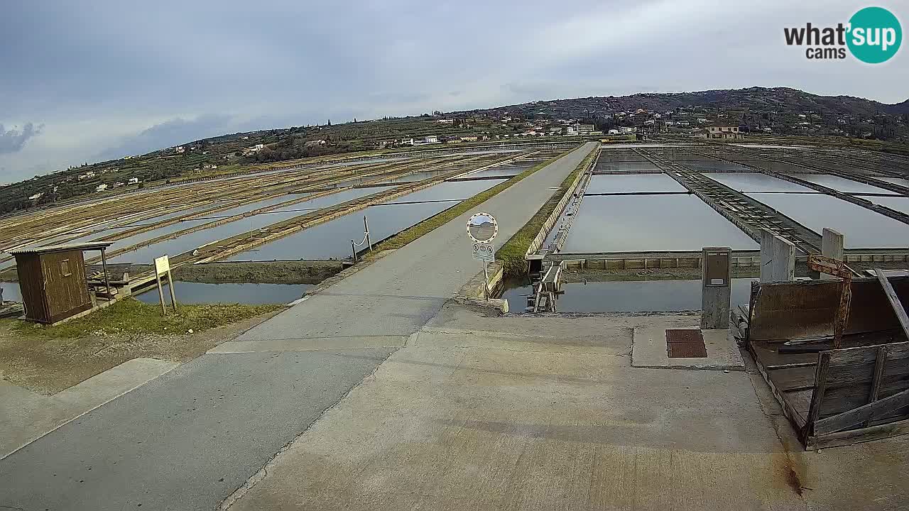 Naturpark der Salinen von Sečovlje