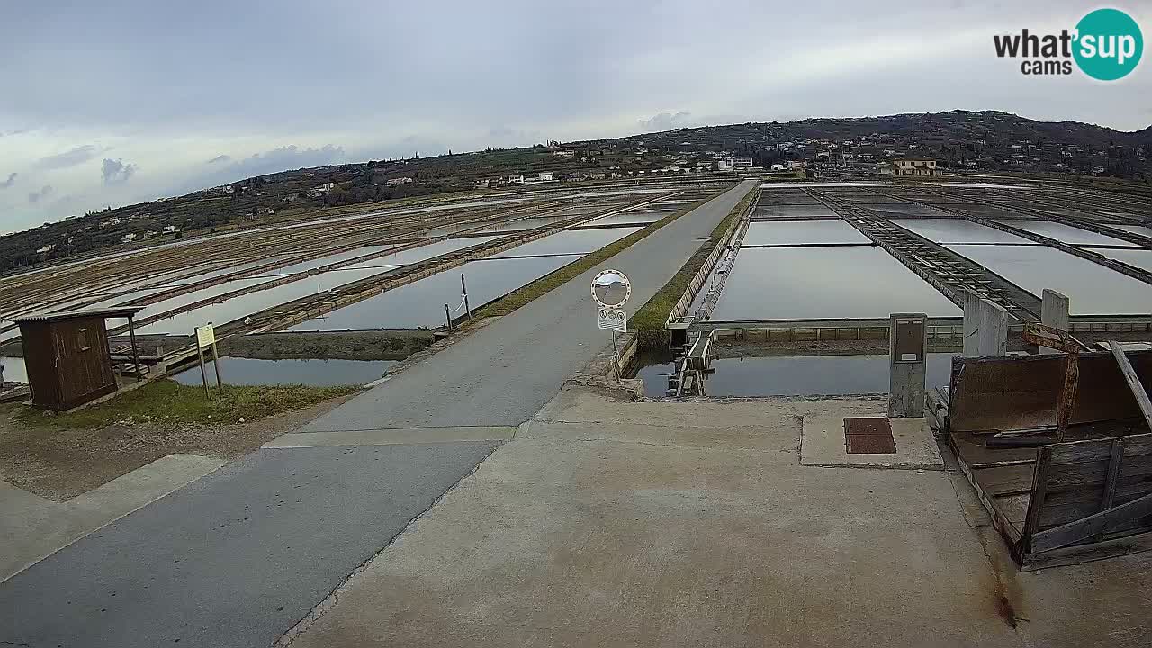 Parco Naturale Saline di Sicciole