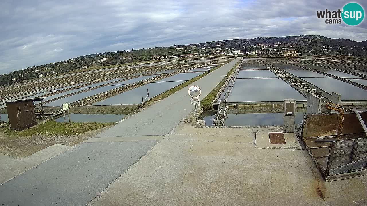 Naturpark der Salinen von Sečovlje