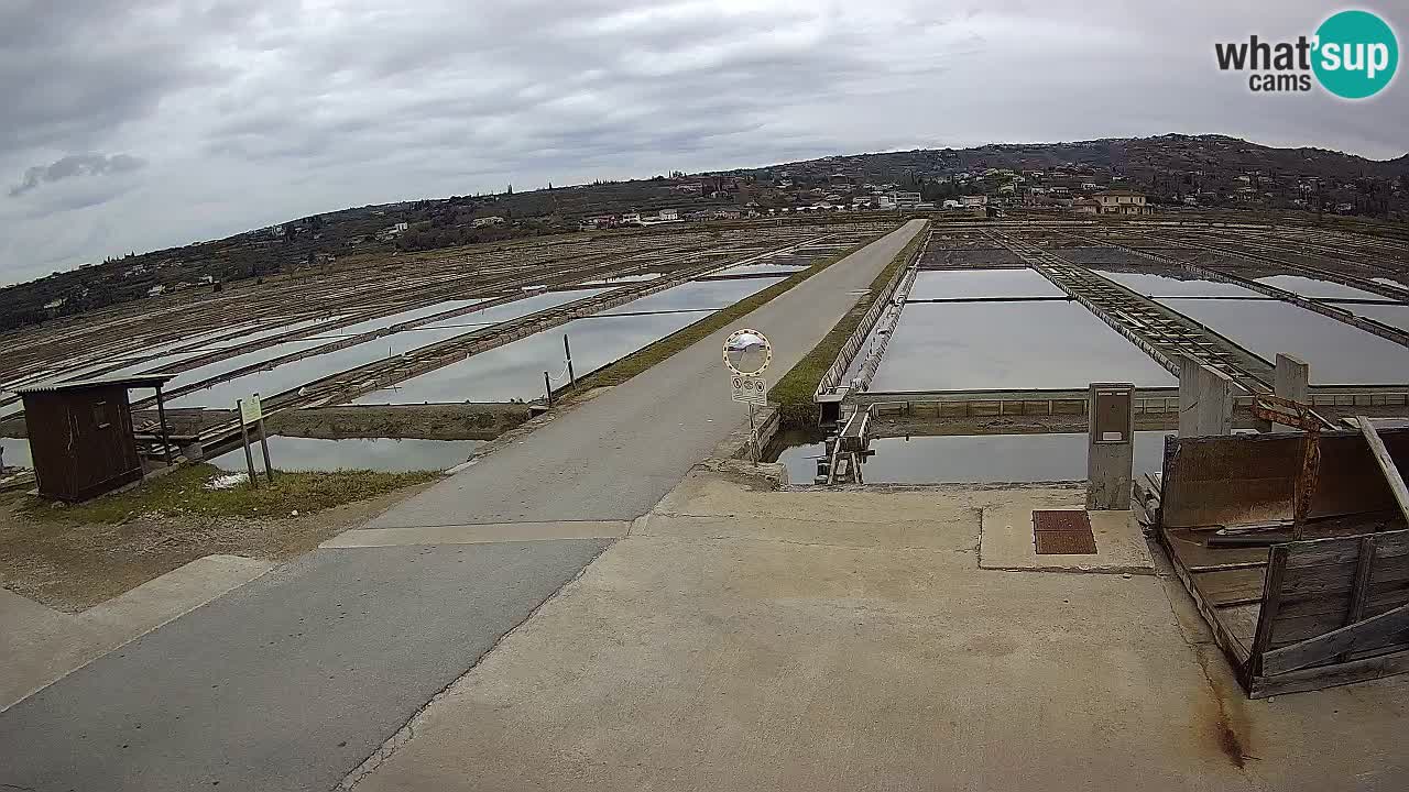 Park prirode Sečovlje Salina