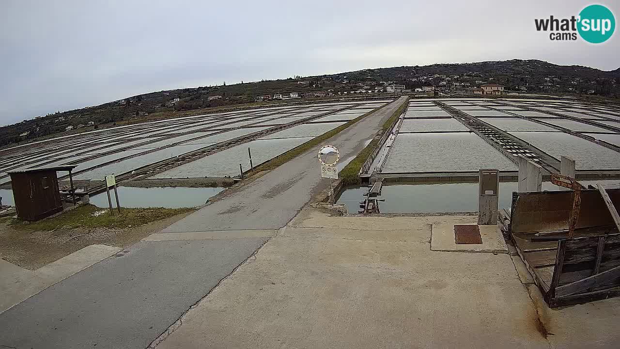 ﻿Sečovlje Salina Nature Park – KPSS