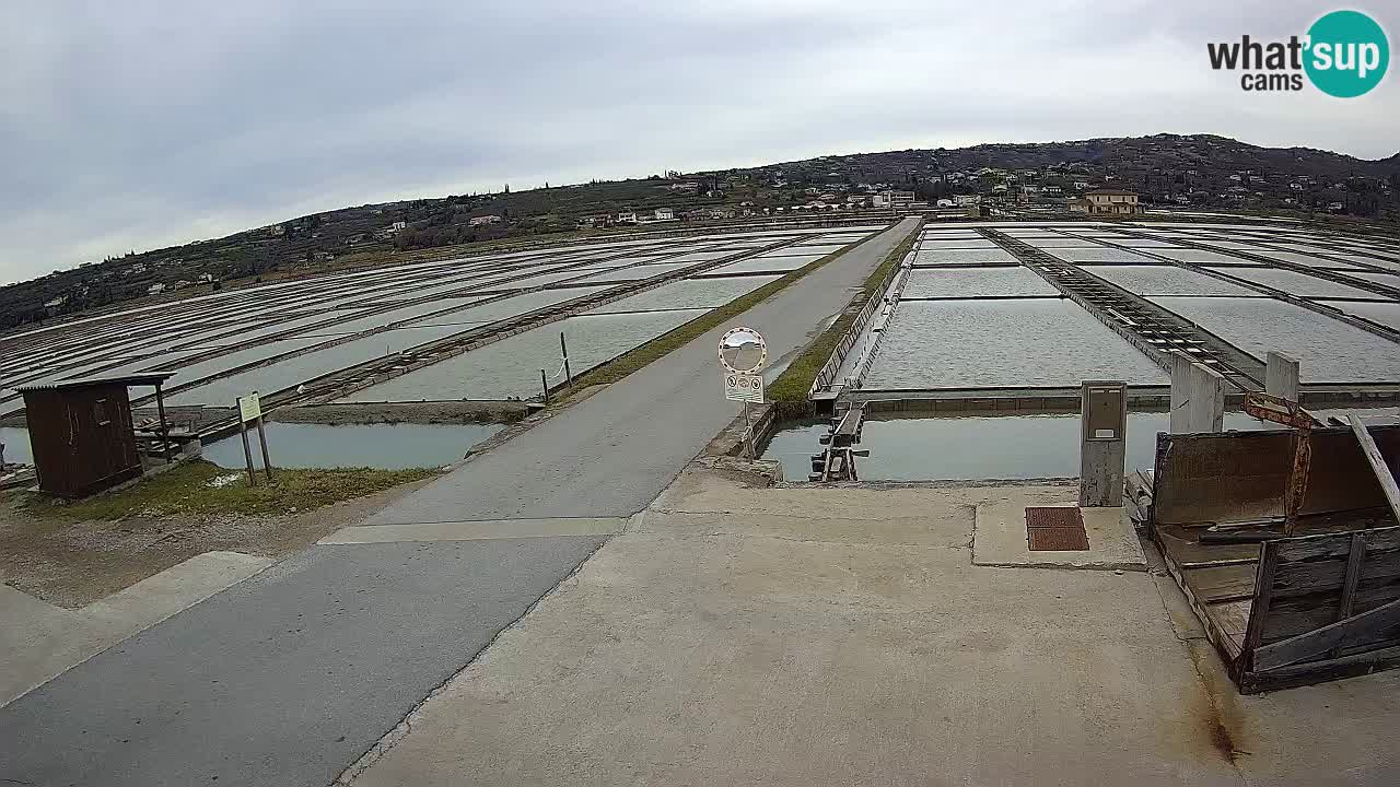 Park prirode Sečovlje Salina