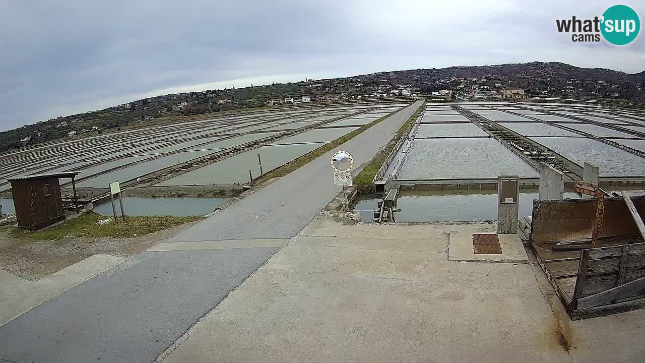 ﻿Sečovlje Salina Nature Park – KPSS