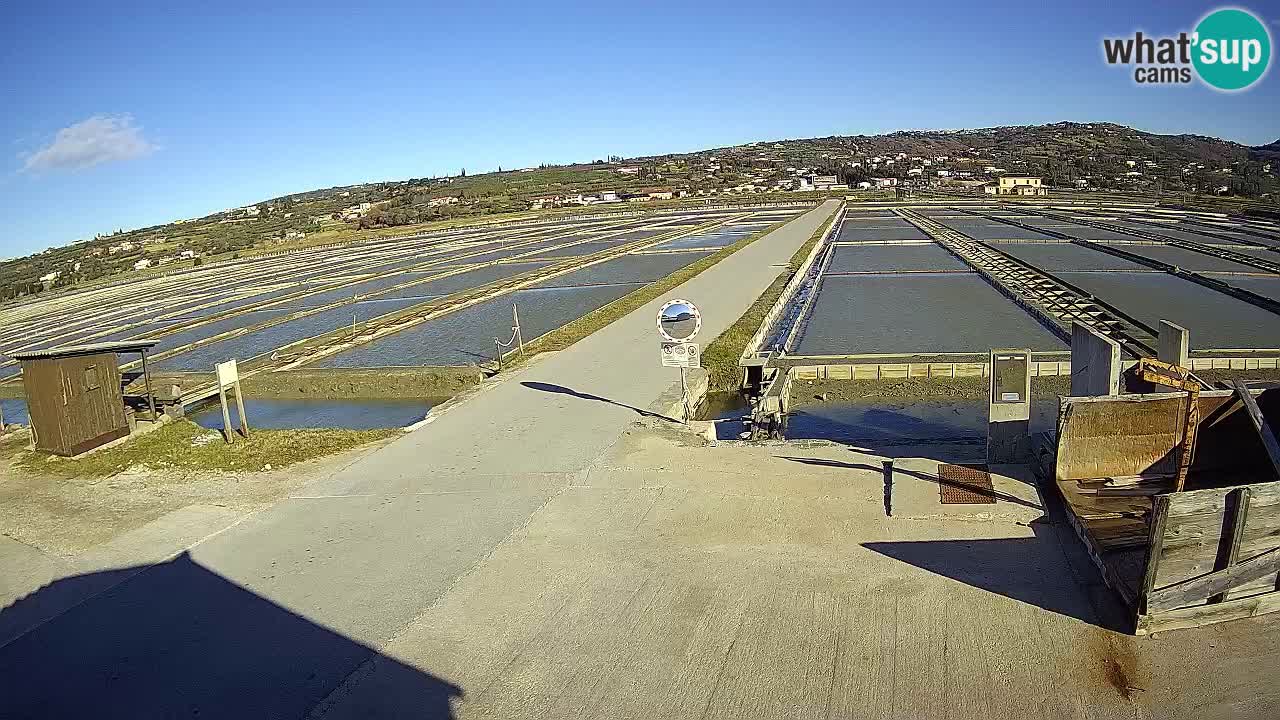 Naturpark der Salinen von Sečovlje