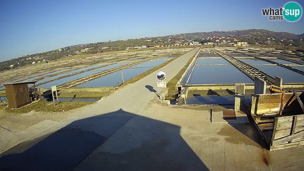 Seča – Panorama