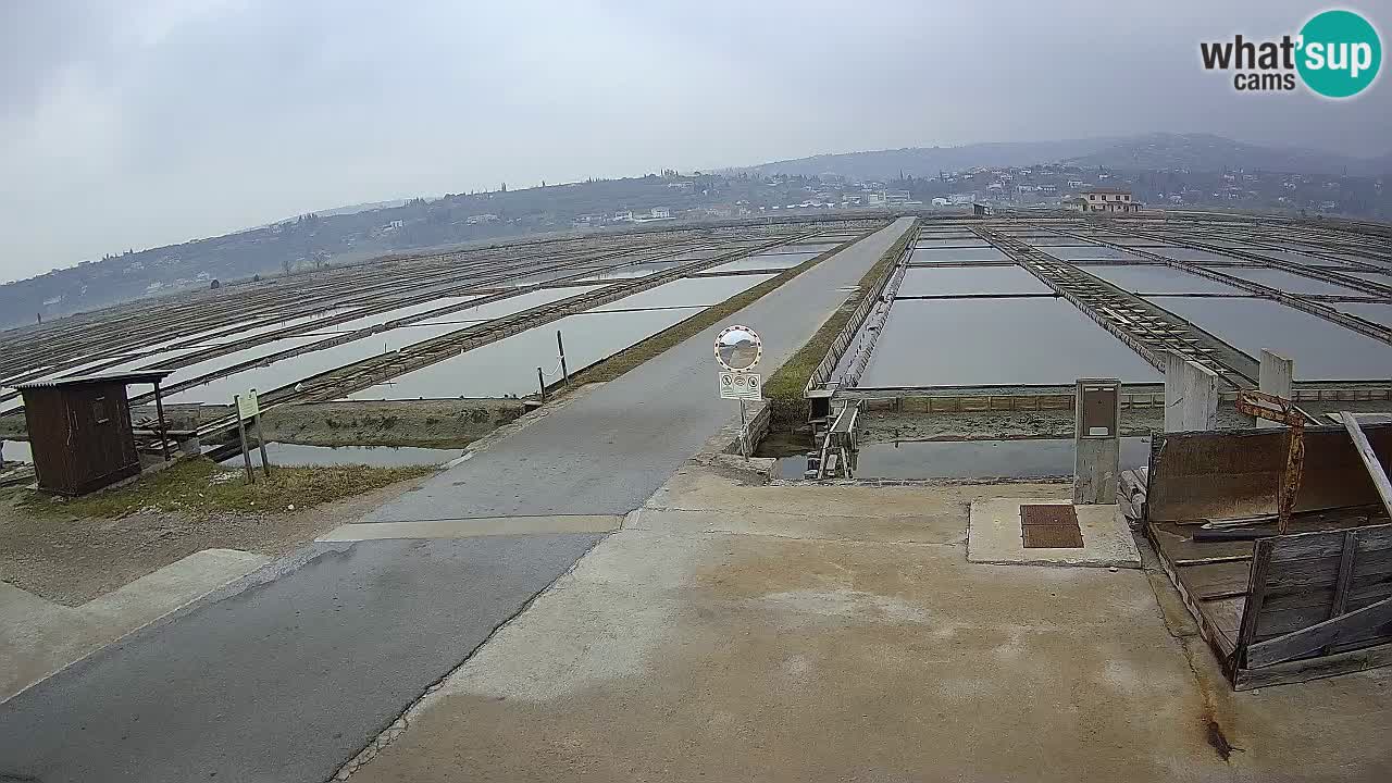 ﻿Sečovlje Salina Nature Park – KPSS