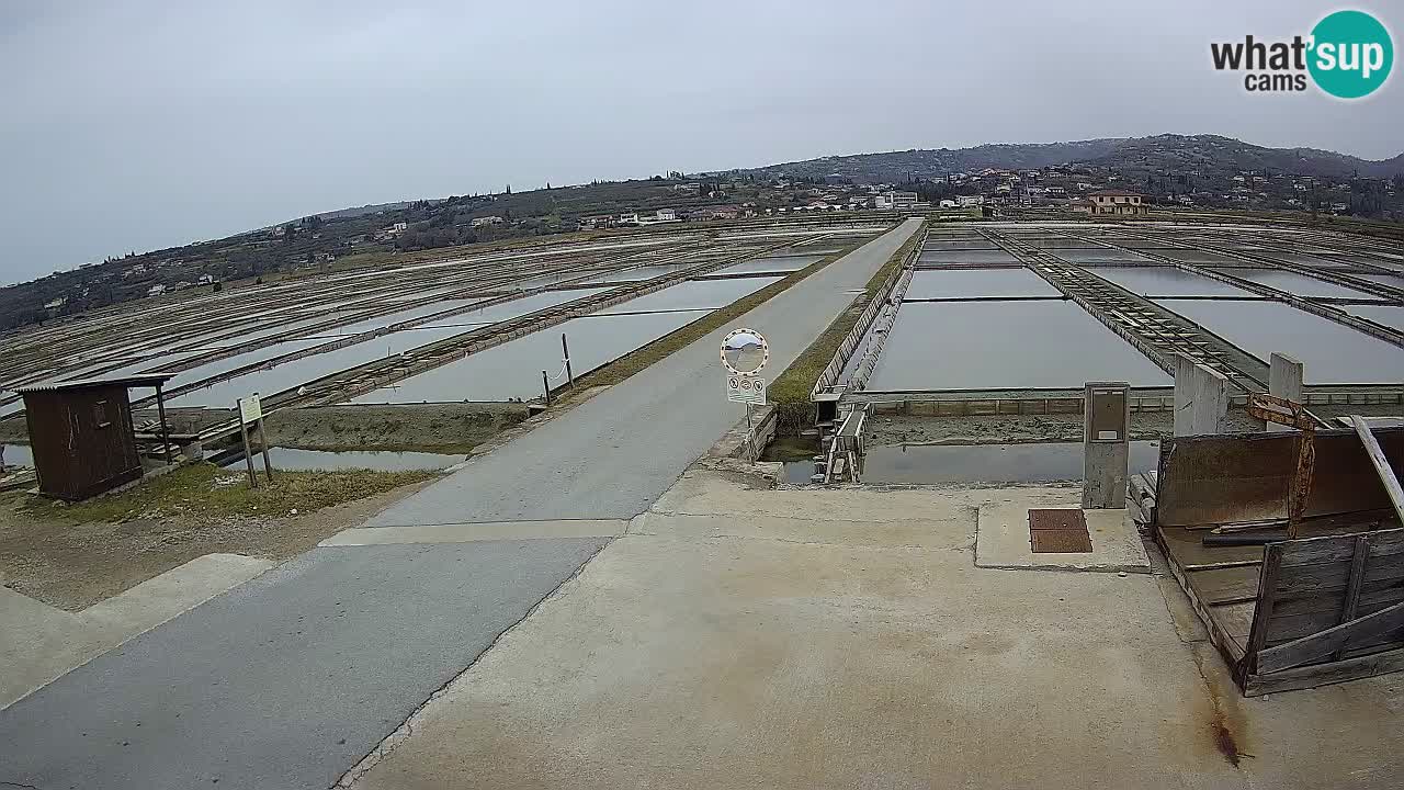 Naturpark der Salinen von Sečovlje