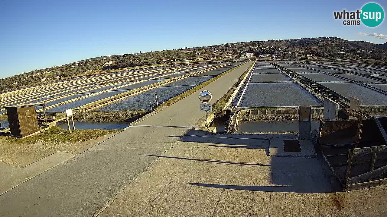 Seča – Panorama and Salina