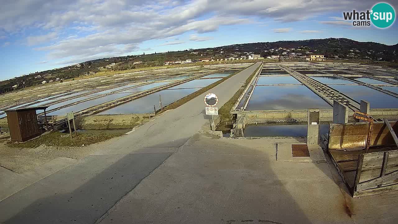 Seča – Panorama and Salina