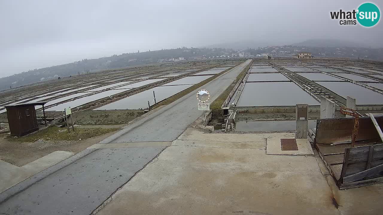 Park prirode Sečovlje Salina