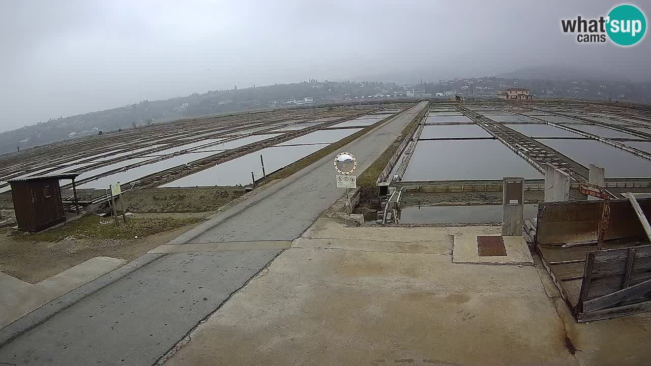 Parco Naturale Saline di Sicciole