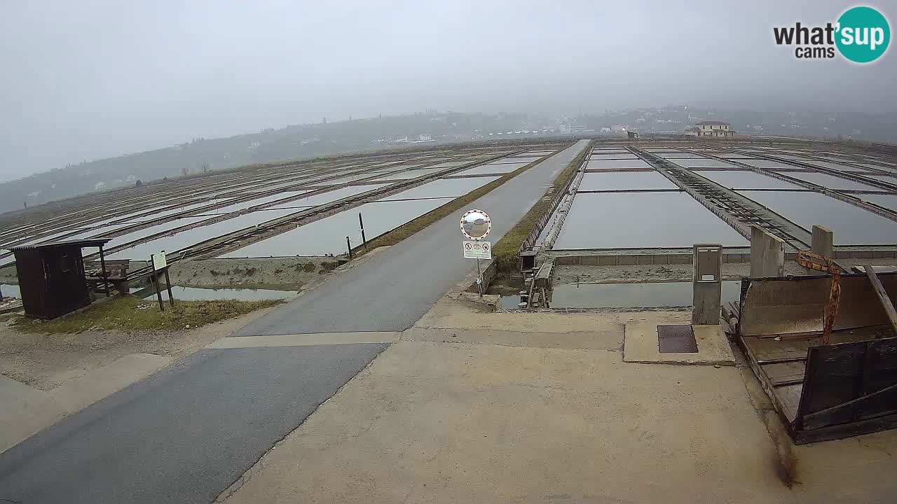 Parco Naturale Saline di Sicciole