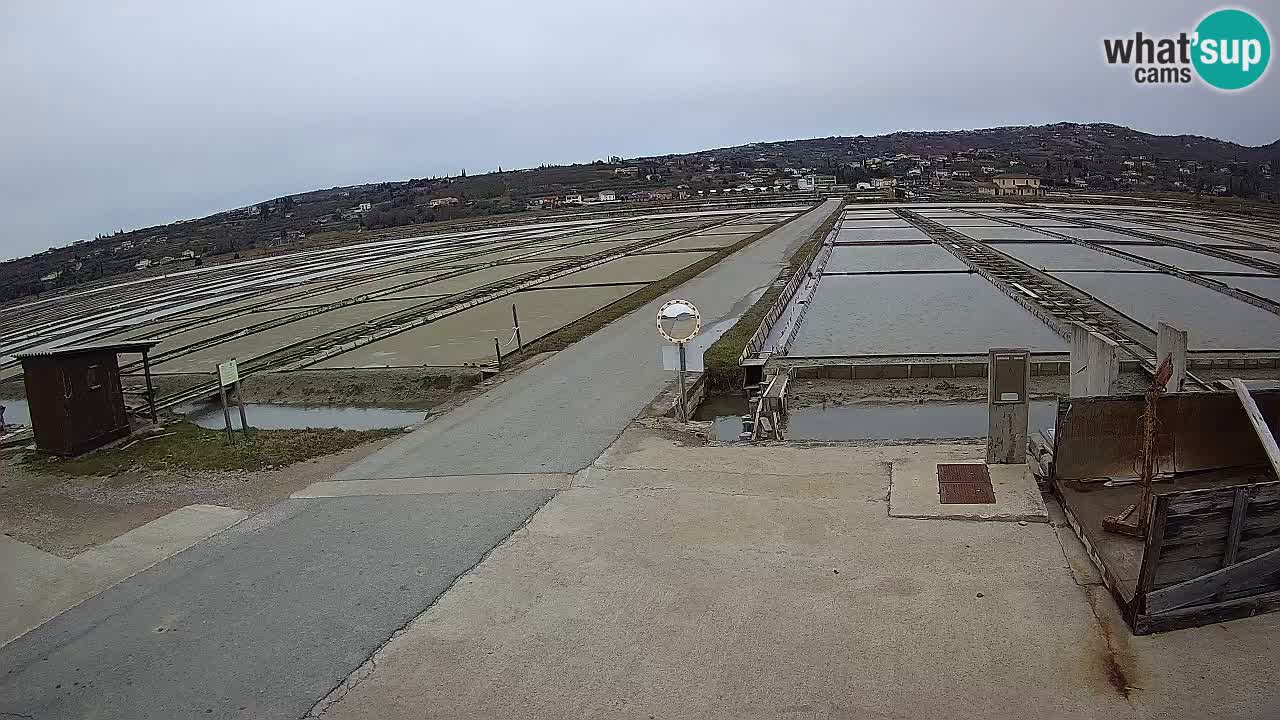 Parco Naturale Saline di Sicciole